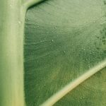 Natural Hormone Treatment Geelong | Women’s Health Guide